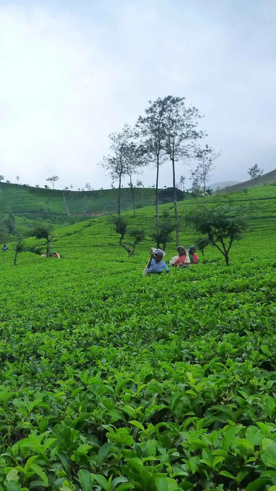 Sri lankan tea
